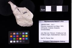 Foto (Objekt + Etiketten) von Pithonoton marginatum (von Meyer, 1842) (NHMW-GEO-1990-0041-0440)